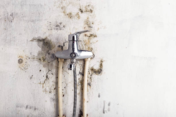 Best Best Mold Removal Companies  in Enterprise, OR