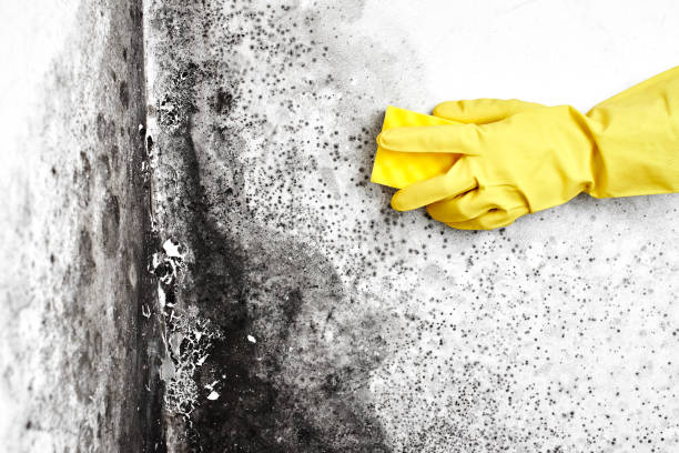Mold Removal Process in Enterprise, OR