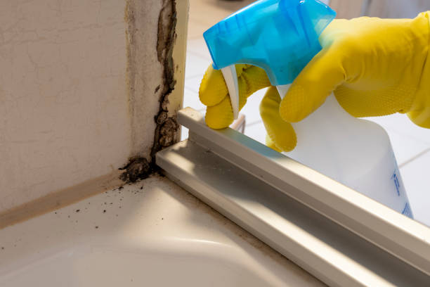 Best Mold Removal and Inspection  in Enterprise, OR