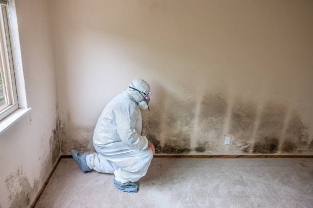 Best Mold Removal Process  in Enterprise, OR