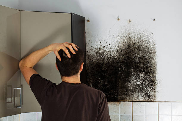 Best Certified Mold Removal  in Enterprise, OR