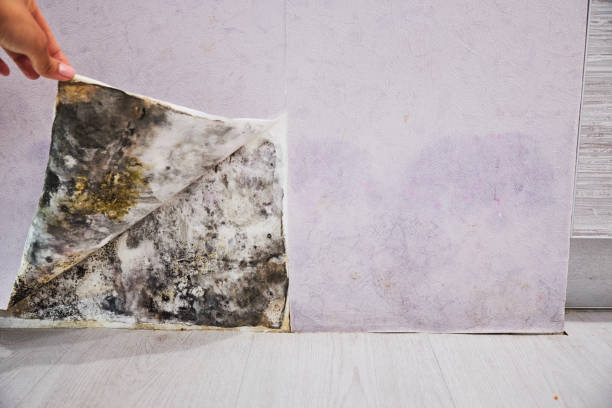 Professional Mold Removal in Enterprise, OR